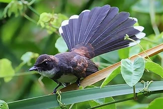 Maleise bonte waaierstaart - Rhipidura javanica Maleise bonte waaierstaart - Rhipidura javanica